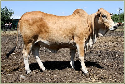 BORAN